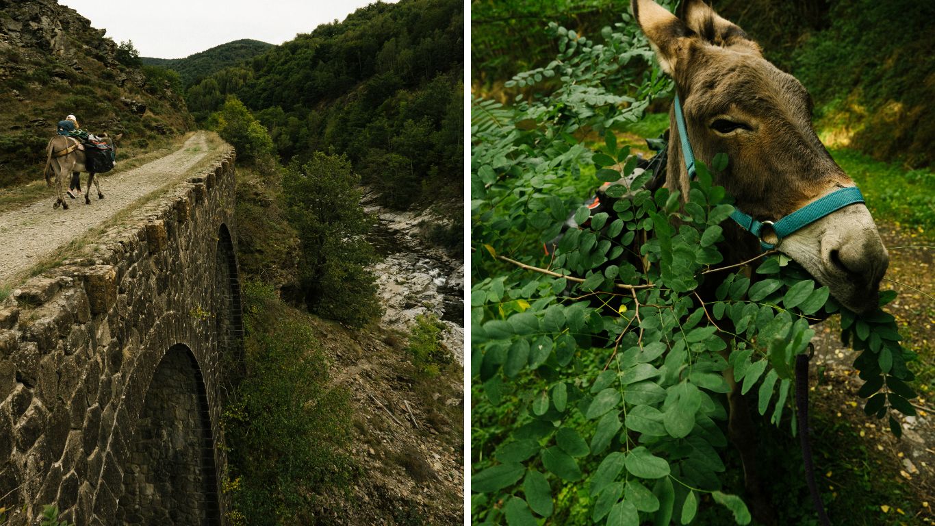 ane france nature